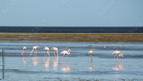 pink flamingos, Djerba, Mednine, Tunisia