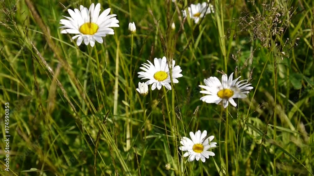 Wild daisies Growing on the field Wild daisies Growing on the field