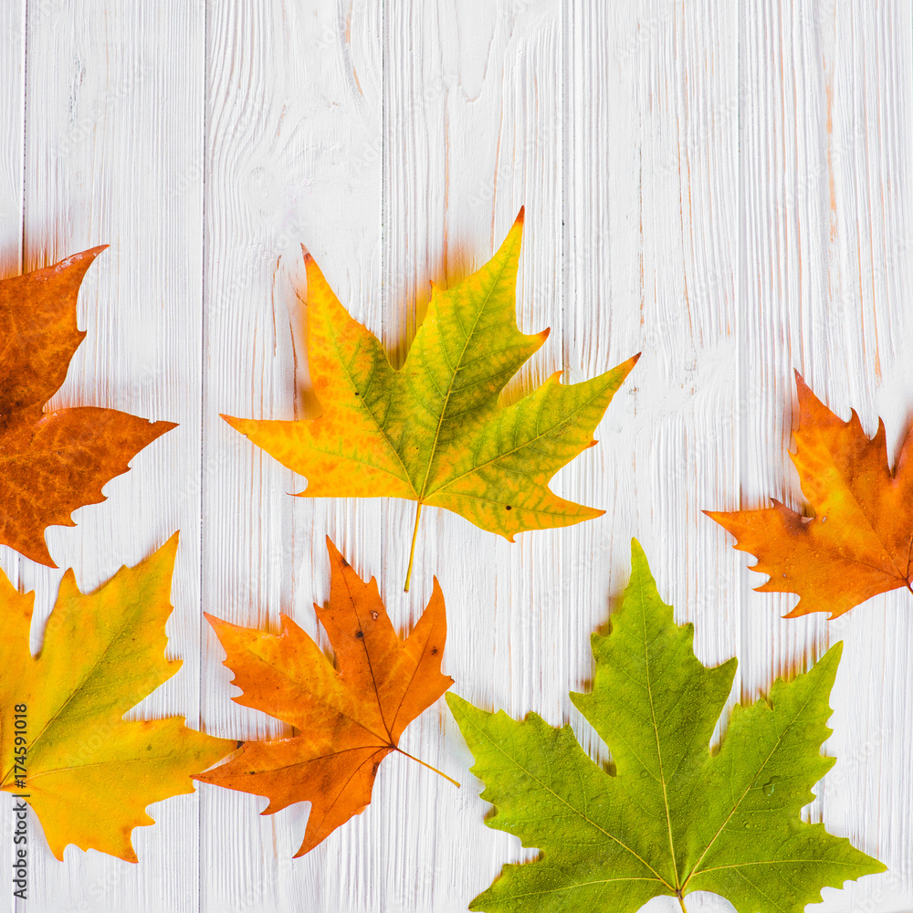 Autumn leaves on white background Autumn leaves on white background