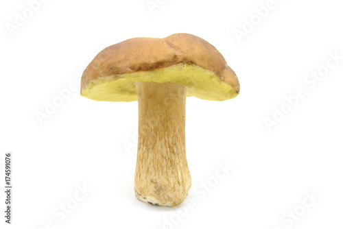 penny bun mushroom on white isolated background.