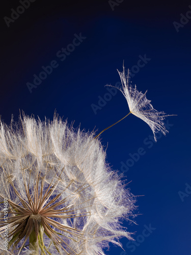 Fototapeta Naklejka Na Ścianę i Meble -  Macro picture of a dandelion