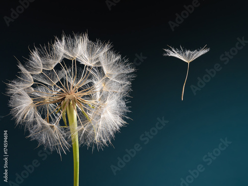 Fototapeta Naklejka Na Ścianę i Meble -  Dandelion with seed blowing away in the wind