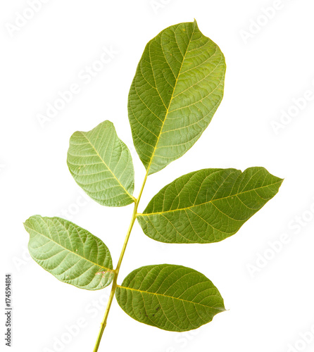 Leaves of walnut tree on white isolated background. Space for text.