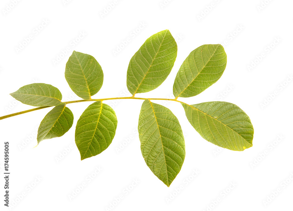Leaves of walnut tree on white isolated background. Space for text. Leaves of walnut tree on white isolated background. Space for text.