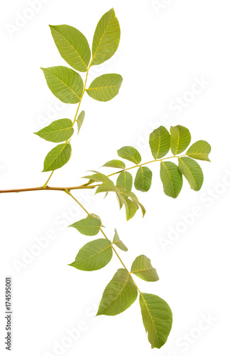 Branch of a nut tree on a white isolated background. Space for text.