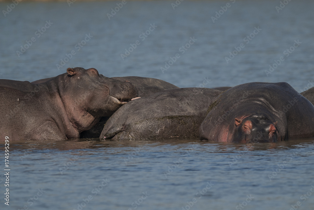 HIPPOPOTAMUS AMPHIBIUS, South Africa HIPPOPOTAMUS AMPHIBIUS, South Africa