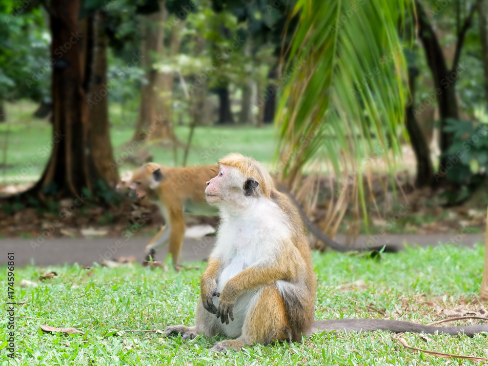 Monkey (Toque Macaque) - Sri Lanka