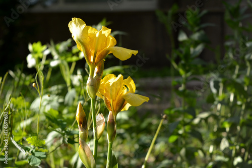 Fototapeta Naklejka Na Ścianę i Meble -  Yellow iris germanica on green leaves background.