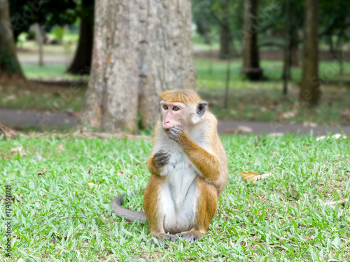 Little Monkey Eating (Toque Macaque) - Sri Lanka