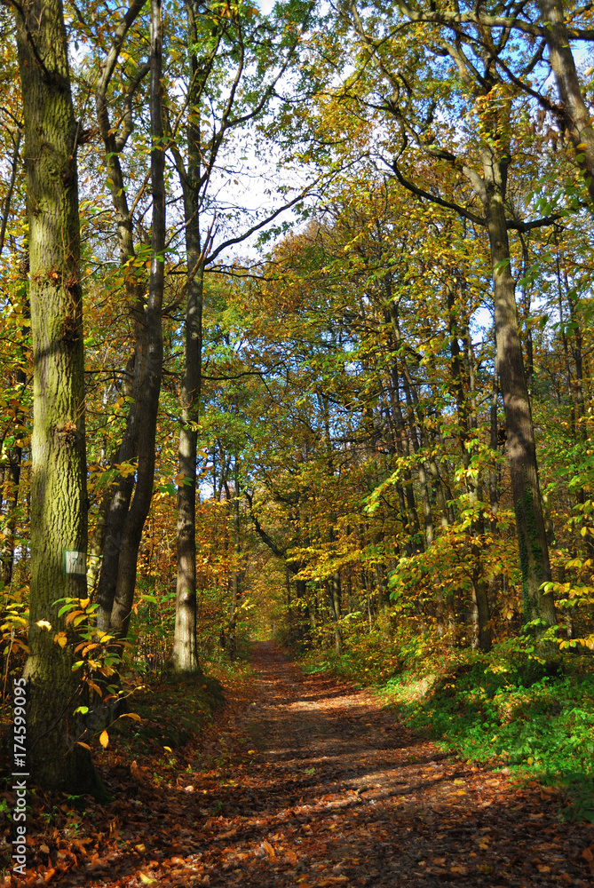Forêt française en automne - Autumn in a French forest Forêt française en automne - Autumn in a French forest