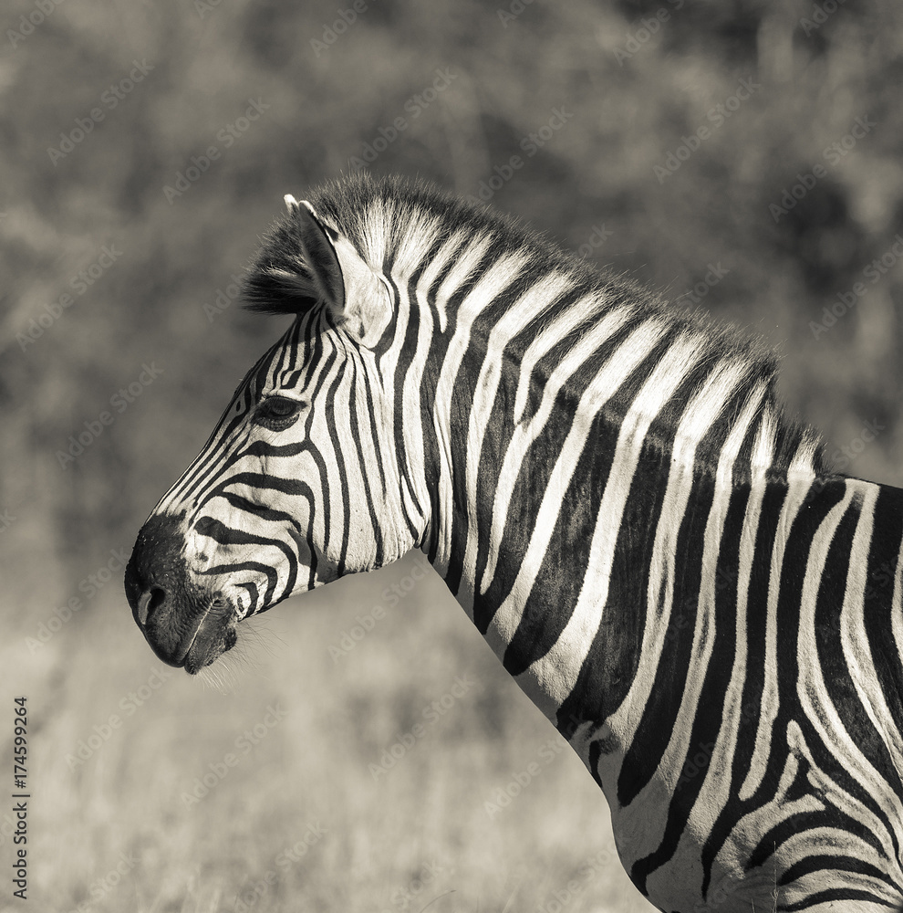 Naklejka premium Common Zebra, South, Africa