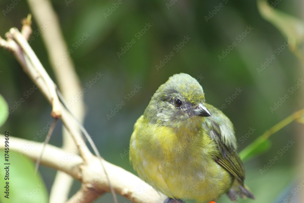 Fototapeta premium Untitled