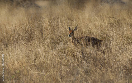 Steenbok, South Africa