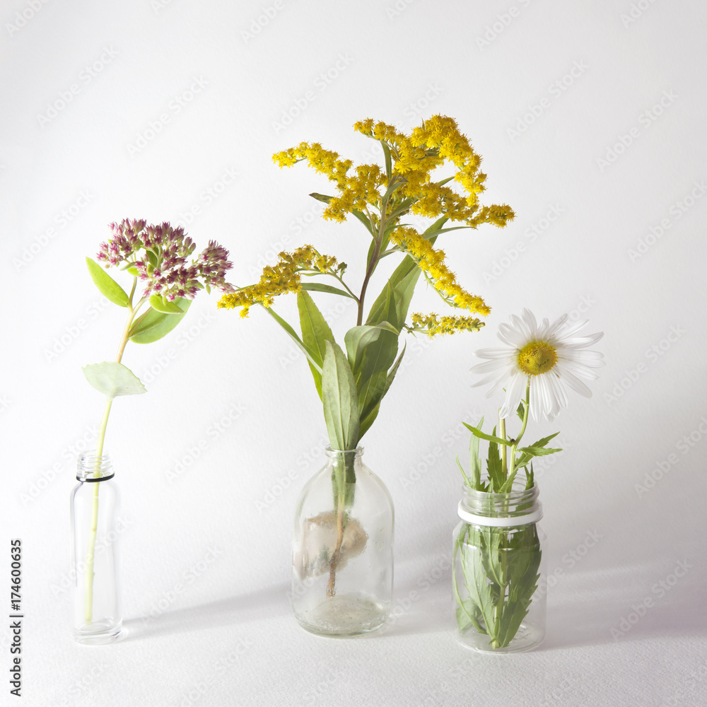 solidago canadensis, daisy and sedum in the bottles , on grey background solidago canadensis, daisy and sedum in the bottles , on grey background