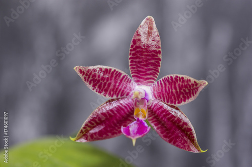 Natur  Pflanzen  Blumen  Orchideen  Tiere