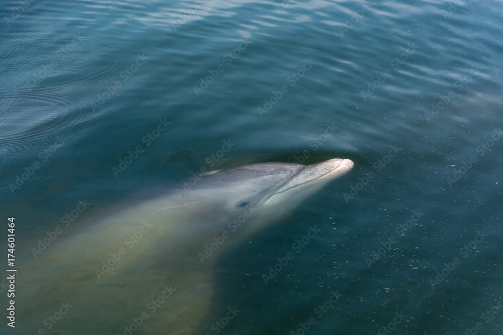 Wild Atlantic Bottlenose Dolphin in Savannah Georgia Wild Atlantic Bottlenose Dolphin in Savannah Georgia