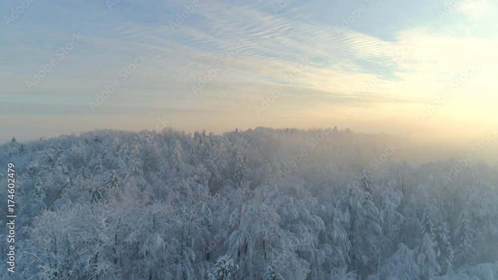 AERIAL CLOSE UP Flying over frozen treetops in snowy mixed forest at misty sunrise. Golden sun rising behind icy mixed forest covered in morning fog and snow in cold winter. Stunning winter landscape AERIAL CLOSE UP Flying over frozen treetops in snowy mixed forest at misty sunrise. Golden sun rising behind icy mixed forest covered in morning fog and snow in cold winter. Stunning winter landscape