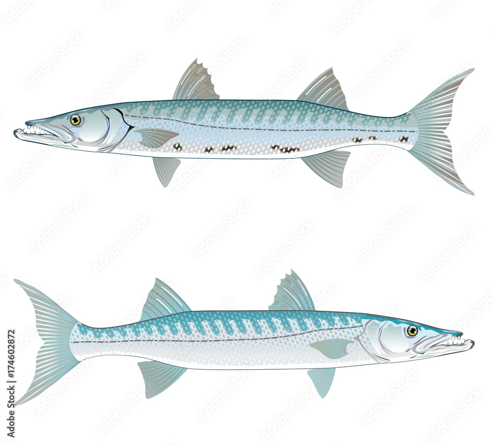 Fototapeta premium Barracuda vector art illustration realistic