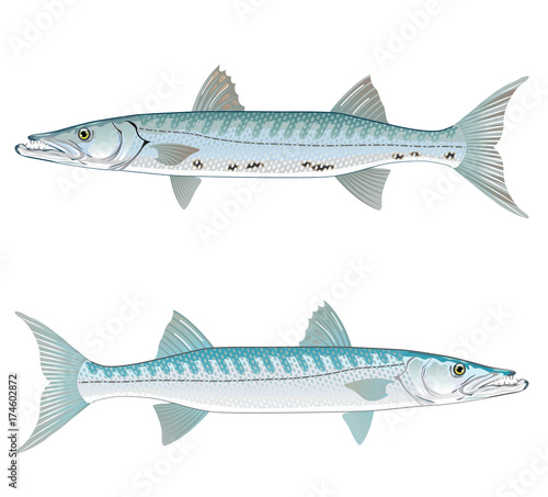Barracuda vector art illustration realistic photo