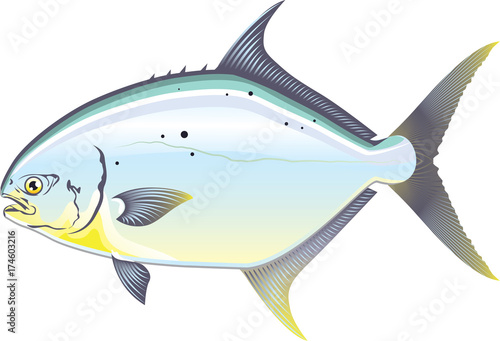 Pompano Florida fish vector illustration