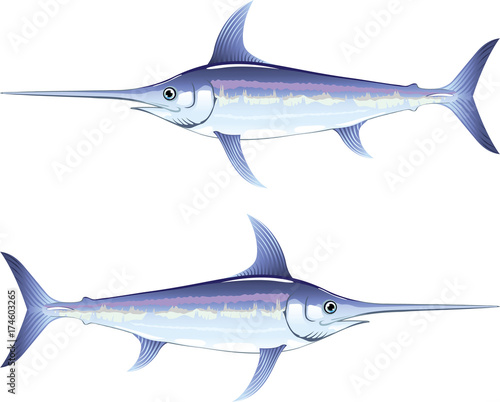 Swordfish vector illustration clip-art image