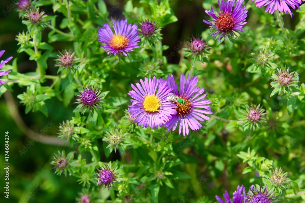 Fototapeta premium The small purple flowers in the garden.