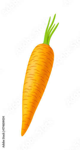 Vector semi realistic illustration of carrot. Isolated on white