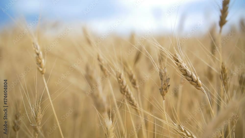 Golden Wheat field and blue sky in slowmotion Golden Wheat field and blue sky in slowmotion