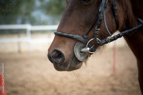 close up of the head of a horse with bridle © daniele russo