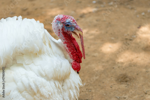 Broad breasted white domesticated turkey with a shallow depth of field and copy space