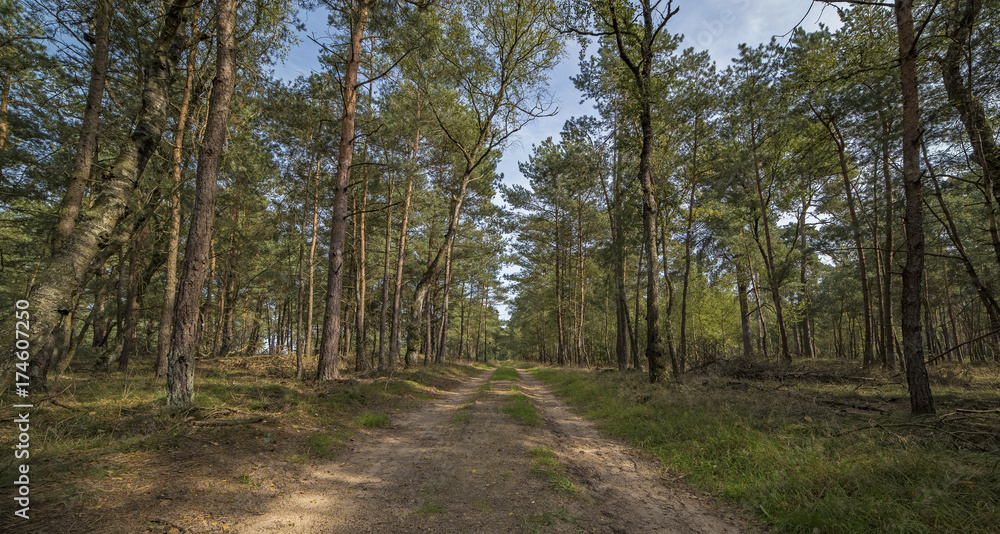 Country road in forest on sunny day. Panorama shot.