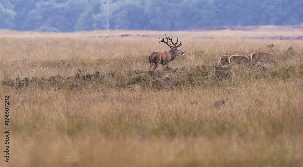 Fototapeta premium Red deer stag with hinds in field in rutting season.