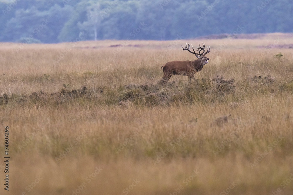 Fototapeta premium Ryk jelenia jelenia w polu z wysoką żółtą trawą.