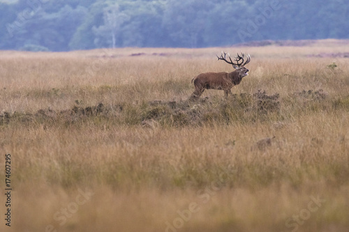 Bellowing red deer stag in field with high yellow grass.