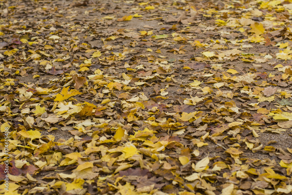 Autumn yellow leaves Background and texture Autumn yellow leaves Background and texture