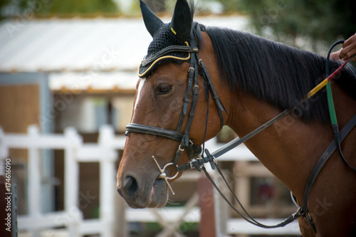 Fototapeta Naklejka Na Ścianę i Meble -  head of a horse with a rider keeping the bridles
