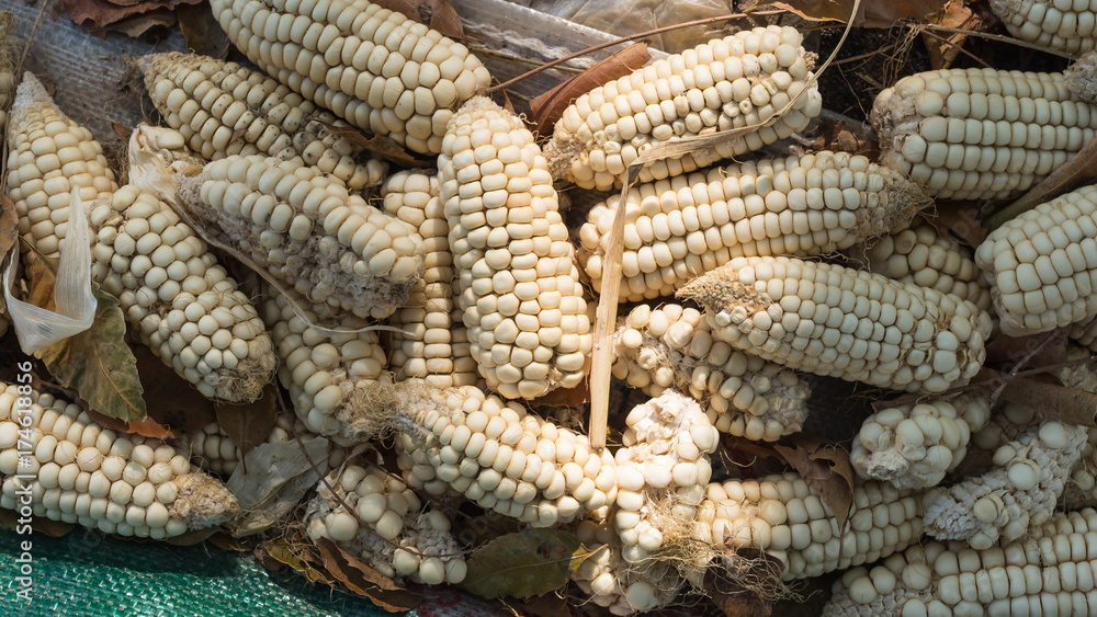 Harvested waxy corn pile on the ground Harvested waxy corn pile on the ground