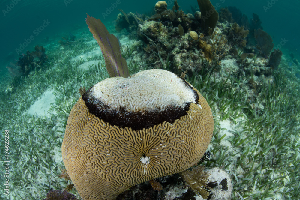 Obraz premium Black Band Disease on Caribbean Coral