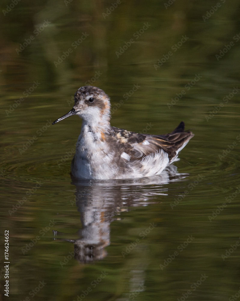 Fototapeta premium Red-necked Phalarope - 0029