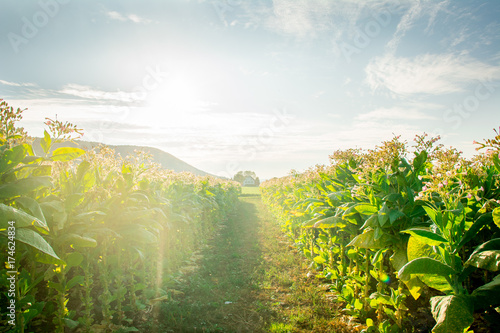 Wallpaper Mural Weg zwischen zwei Tabakfeldern im Sonnenschein mit leicht bewölktem Himmel Torontodigital.ca