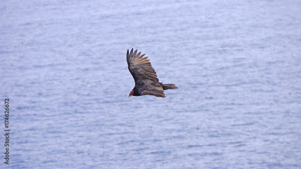 aves aves