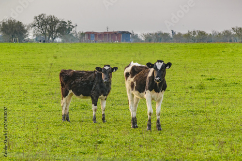 Black and White Cows at Meadow