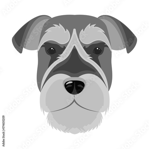 A breed of a dog, a risen schnauzer.Risen Schnauzer Muzzle single icon in monochrome style vector symbol stock illustration web.