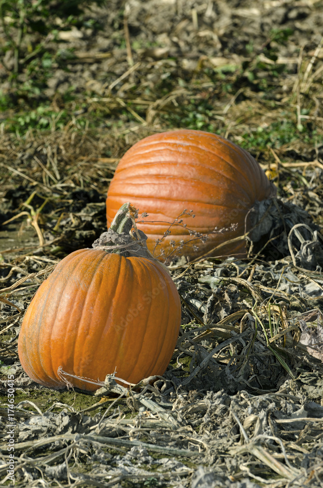 pumpkin duo