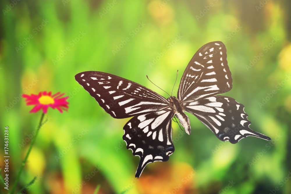 Fototapeta premium Butterfly.
