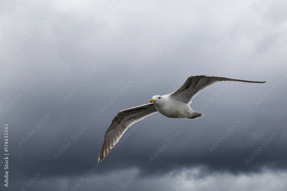 Obraz premium Seagull flying in the air with cloudy sky in the background.