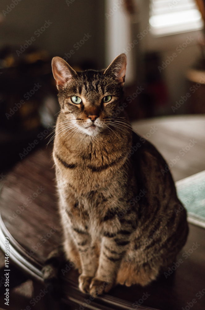 Cat standing on a table with green eyes Cat standing on a table with green eyes