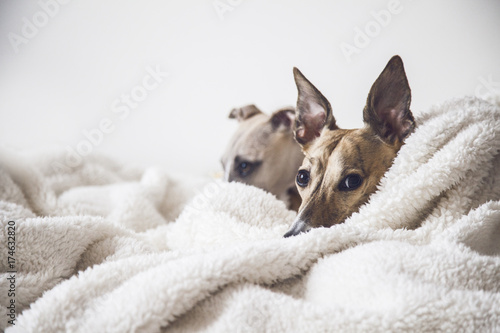 Two Whippets on The Bed photo