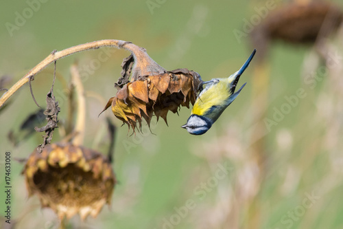 Blue Tit hanging upside down photo