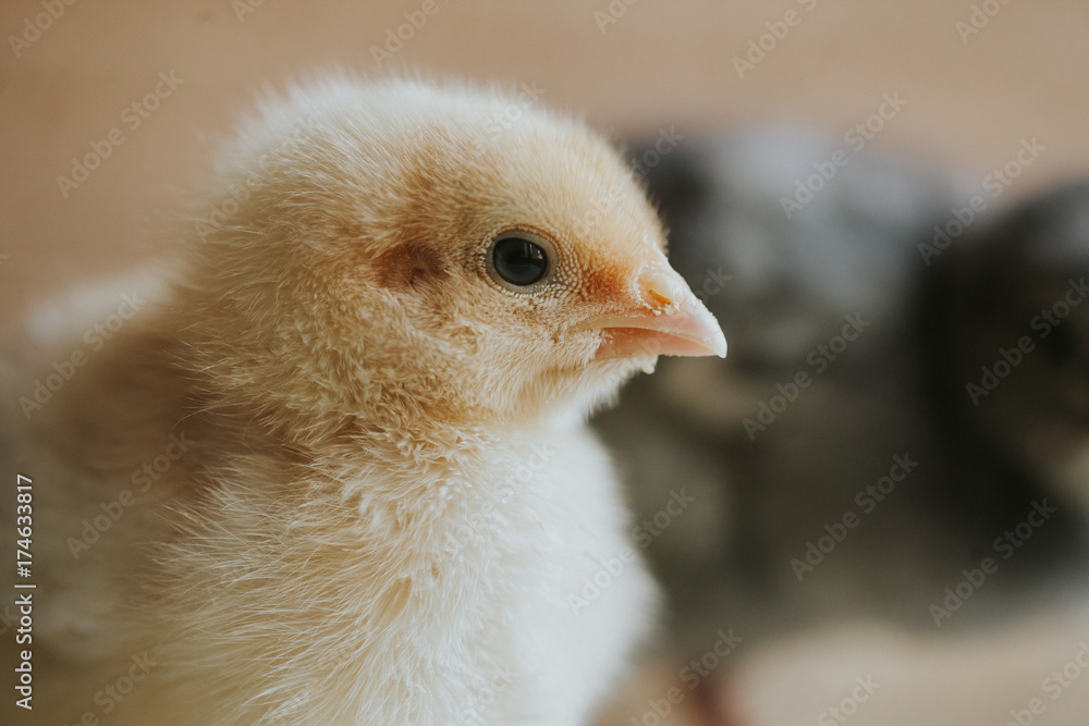 Baby chicks Baby chicks
